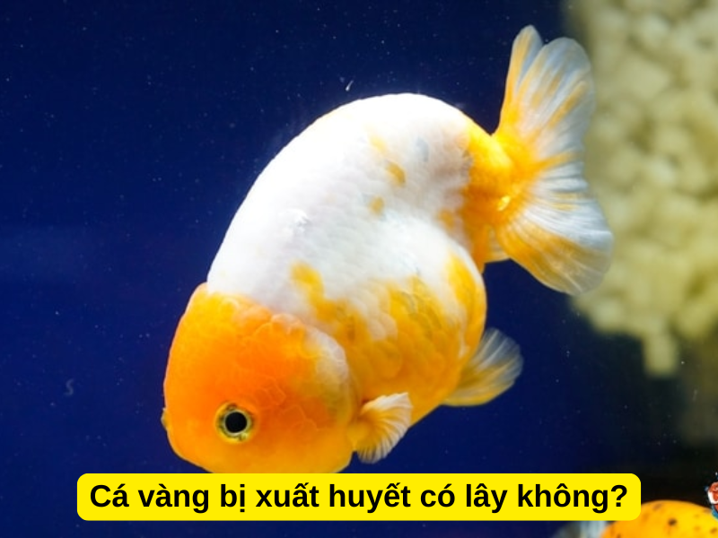 Cá vàng bị xuất huyết có lây không?