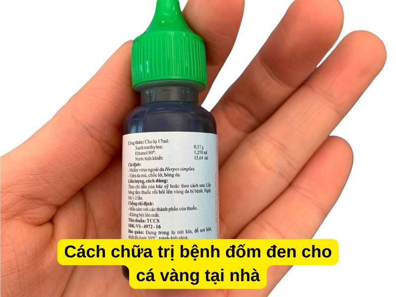 Cách chữa trị bệnh đốm đen cho cá vàng tại nhà