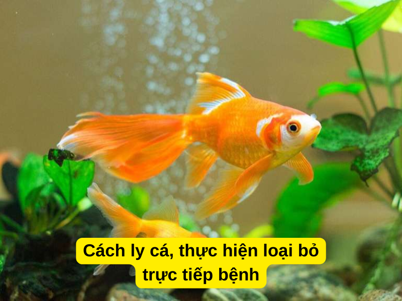 Cách ly cá, thực hiện loại bỏ trực tiếp bệnh