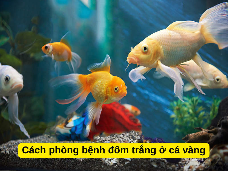 Cách phòng bệnh đốm trắng ở cá vàng