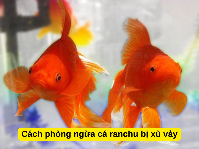 Cách phòng ngừa cá ranchu bị xù vảy