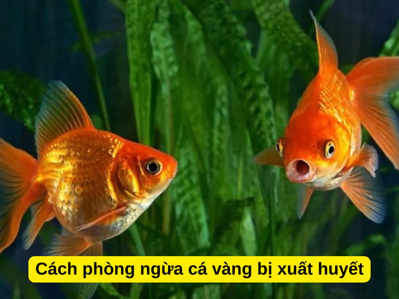 Cách phòng ngừa cá vàng bị xuất huyết