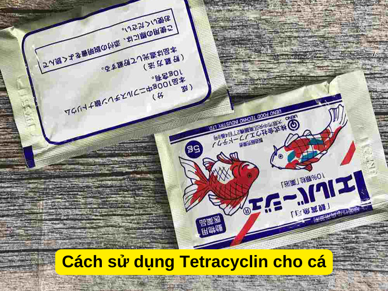 Cách sử dụng Tetracyclin cho cá