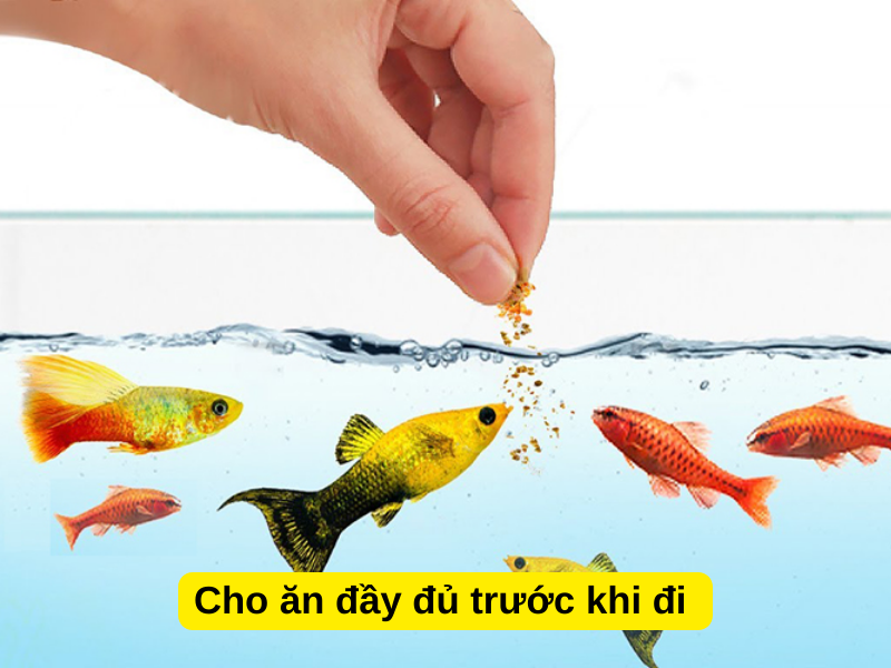 Cho ăn đầy đủ trước khi đi 