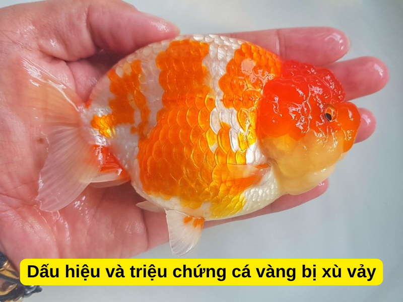 Dấu hiệu và triệu chứng cá vàng bị xù vảy