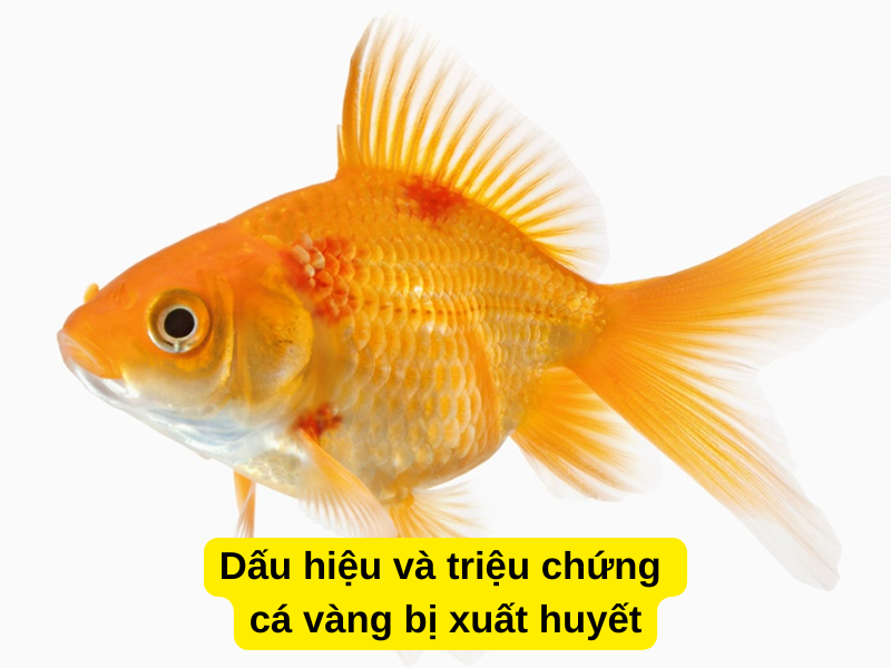 Dấu hiệu và triệu chứng cá vàng bị xuất huyết