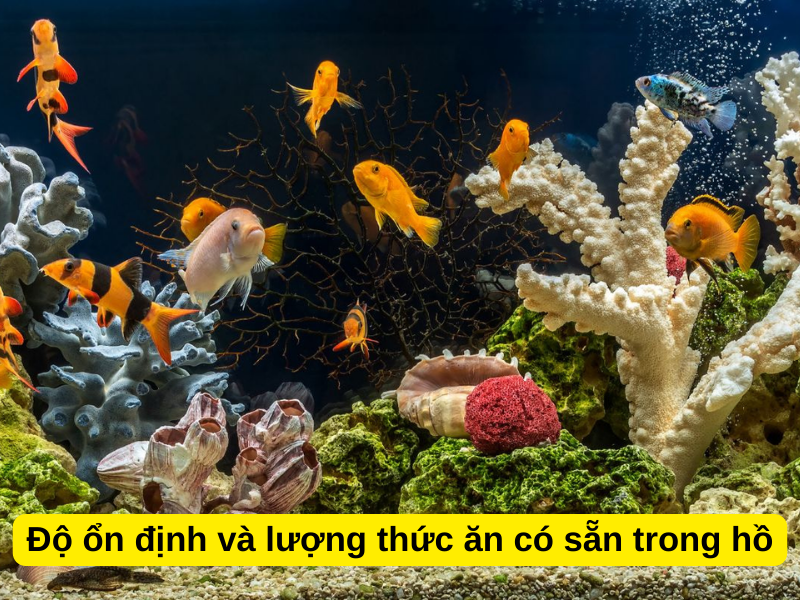 Độ ổn định và lượng thức ăn có sẵn trong hồ 