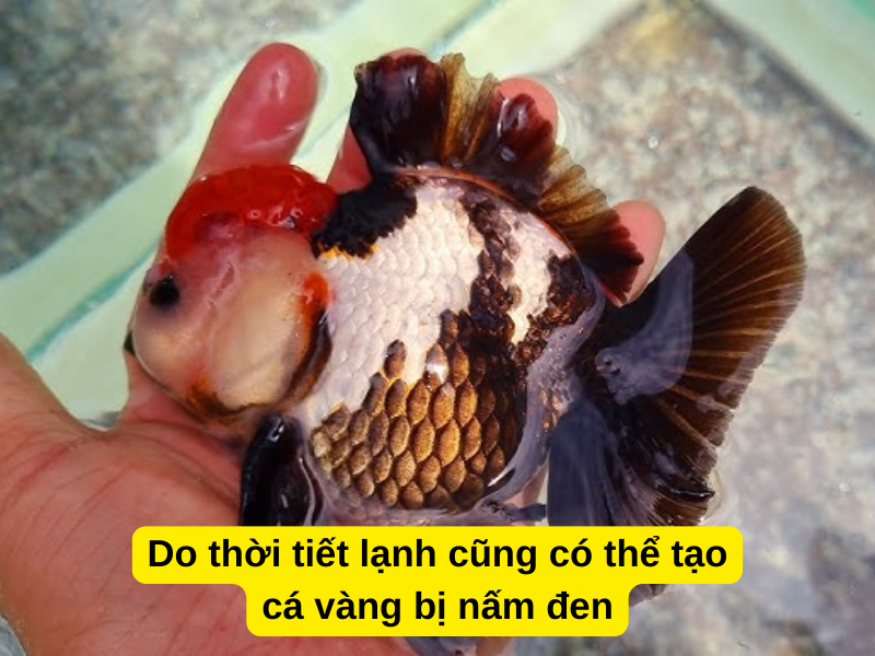 Do thời tiết lạnh cũng có thể tạo cá vàng bị nấm đen