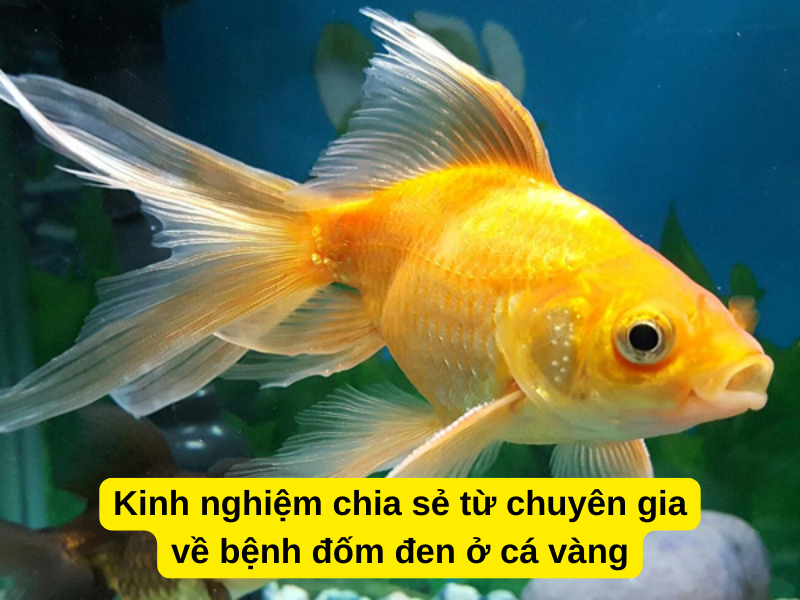 Kinh nghiệm chia sẻ từ chuyên gia