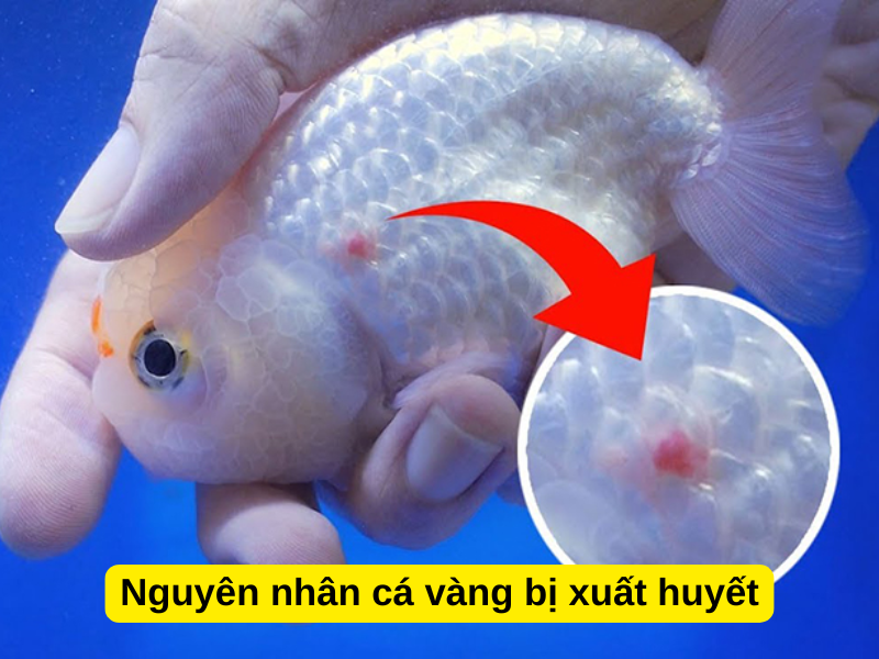 Nguyên nhân cá vàng bị xuất huyết