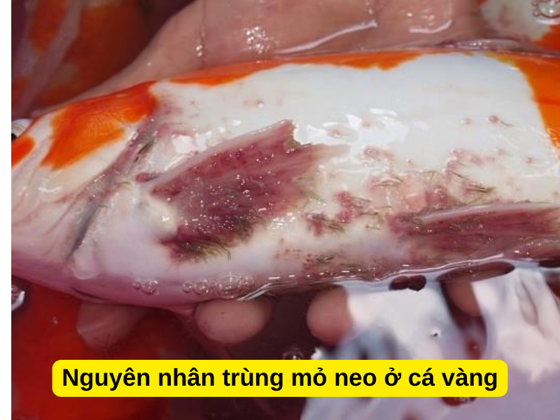 Nguyên nhân trùng mỏ neo ở cá vàng