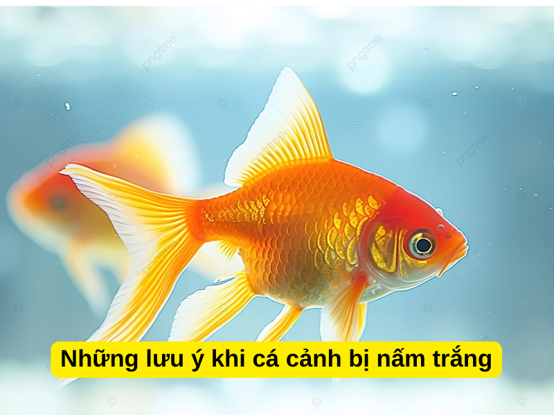 Những lưu ý khi cá cảnh bị nấm trắng