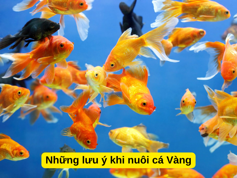 Những lưu ý khi nuôi cá Vàng