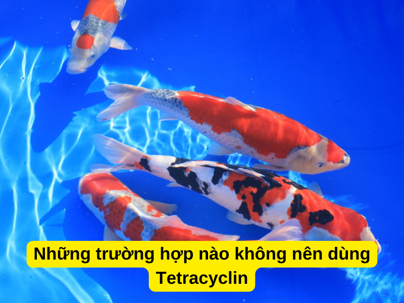 Những trường hợp nào không nên dùng Tetracyclin 