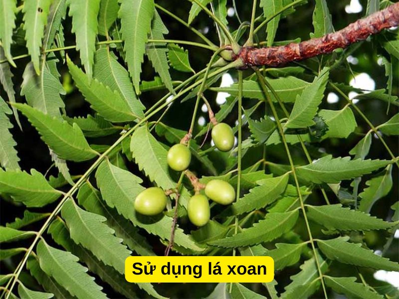 Sử dụng lá xoan