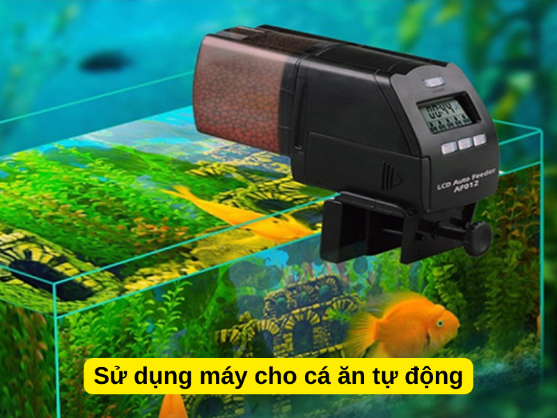 Sử dụng máy cho cá ăn tự động