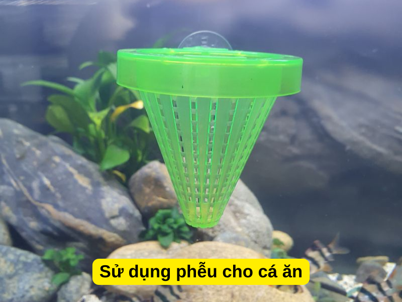 Sử dụng phễu cho cá ăn