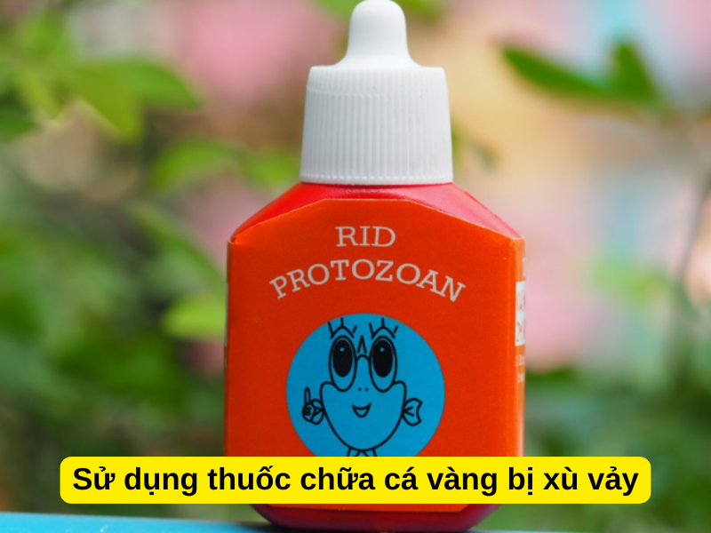 Sử dụng thuốc chữa cá vàng bị xù vảy