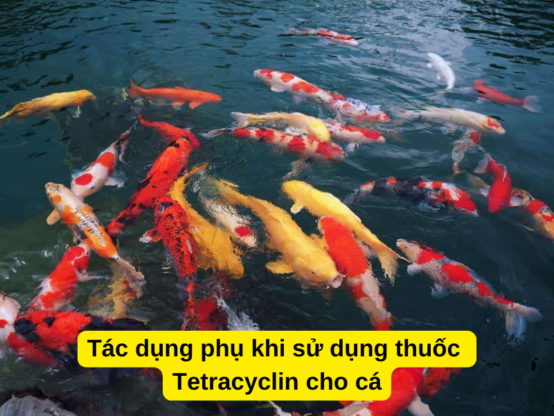 Tác dụng phụ khi sử dụng thuốc Tetracyclin cho cá