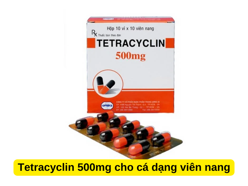 Tetracyclin 500mg cho cá dạng viên nang