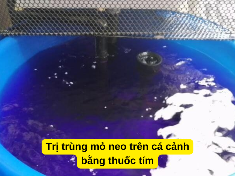 Trị trùng mỏ neo trên cá cảnh bằng thuốc tím