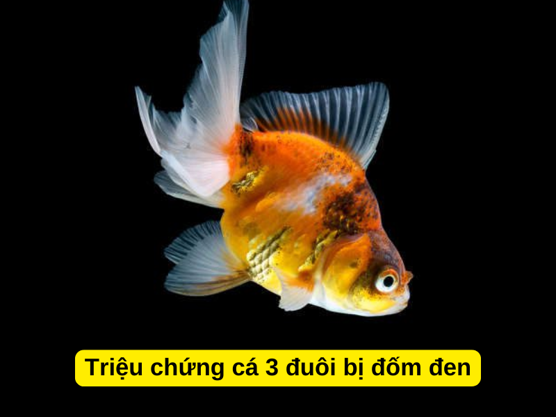 Triệu chứng cá 3 đuôi bị đốm đen