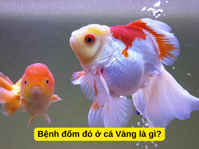 Bệnh đốm đỏ ở cá Vàng là gì?