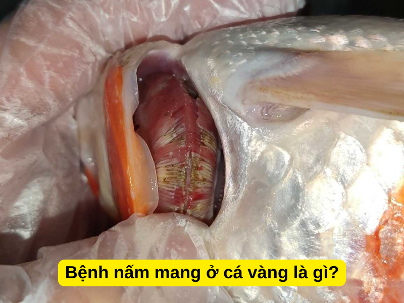 Bệnh nấm mang ở cá vàng là gì?