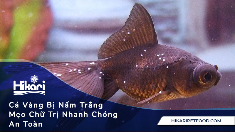 Cá Vàng Bị Nấm Trắng Mẹo Chữa Trị Nhanh Chóng Và An Toàn