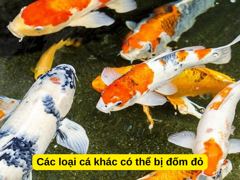 Các loại cá khác có thể bị đốm đỏ