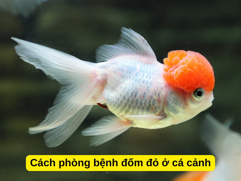 Cách phòng bệnh đốm đỏ ở cá cảnh