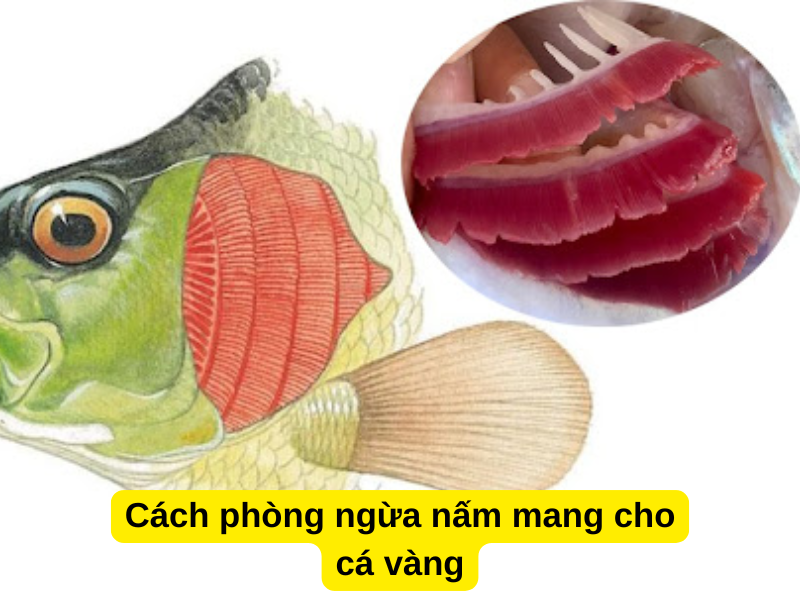 Cách phòng ngừa nấm mang cho cá vàng