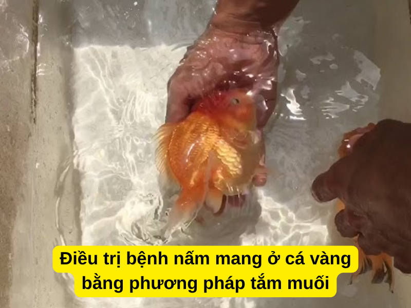 Điều trị bệnh nấm mang ở cá vàng bằng phương pháp tắm muối