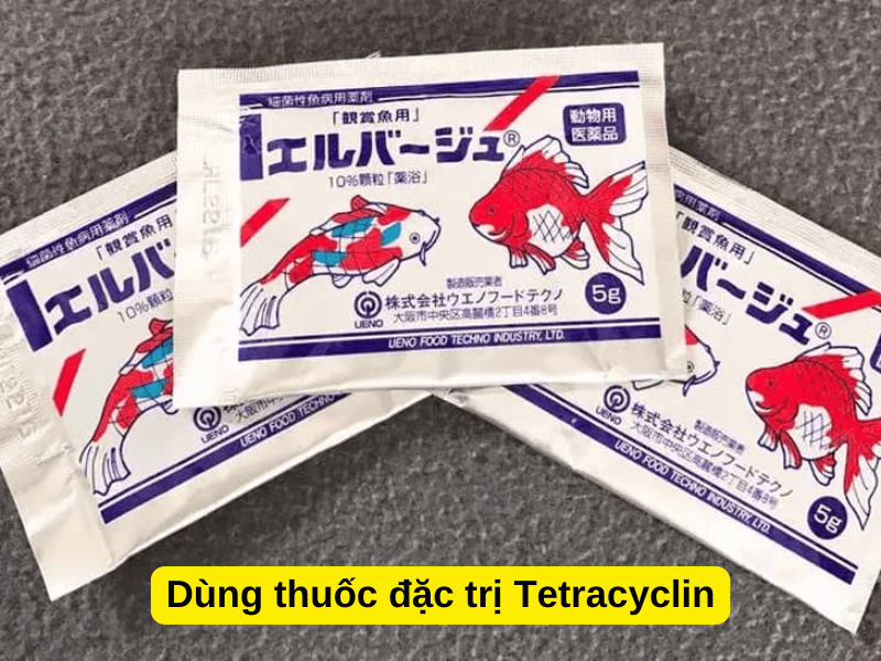 Dùng thuốc đặc trị Tetracyclin