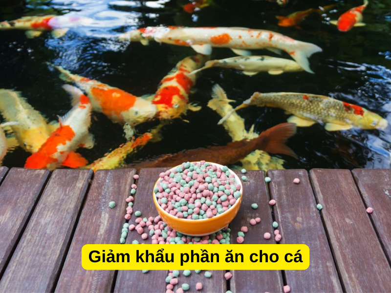 Giảm khẩu phần ăn khi phát hiện cá bị sình bụng