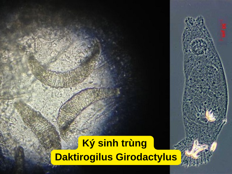 Nguyên nhân cá vàng bị nấm mang: Ký sinh trùng Daktirogilus Girodactylus