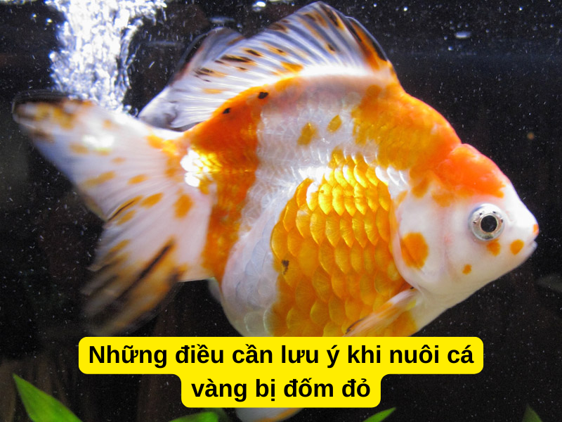 Những điều cần lưu ý khi nuôi cá ba đuôi bị đốm đỏ