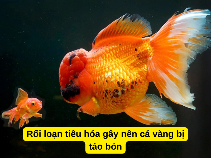 Rối loạn tiêu hóa gây nên cá vàng bị táo bón, khiến bụng cá bự ra