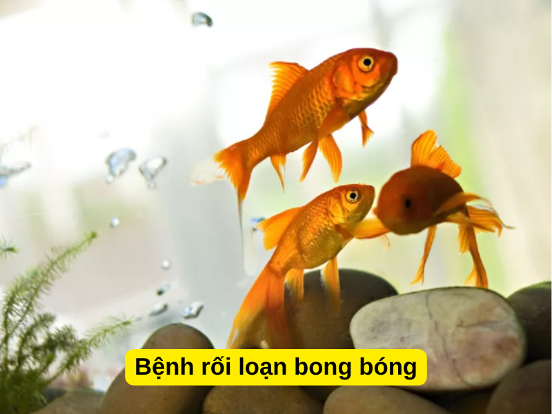 Bệnh cá vàng rối loạn bong bóng