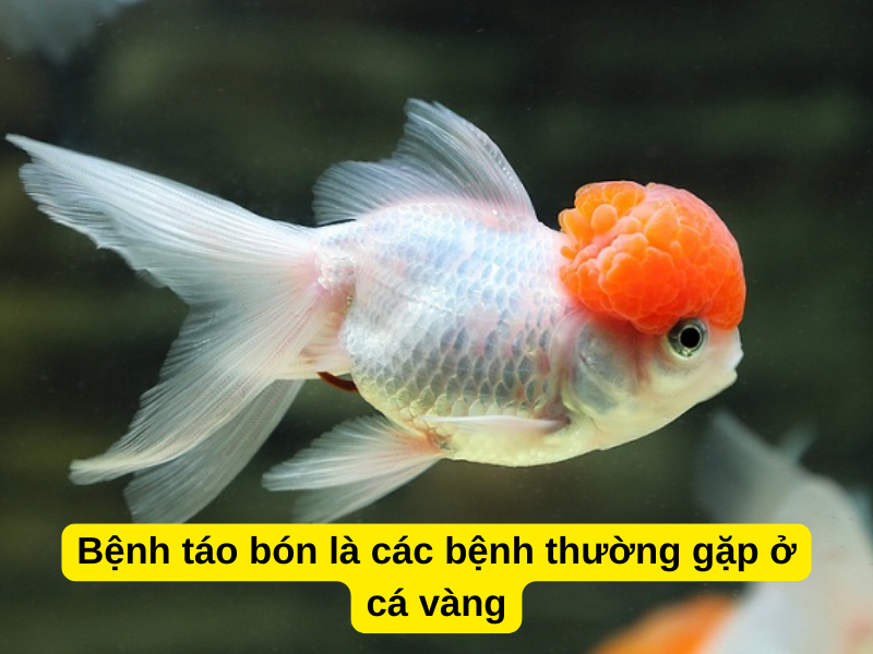 Nguyên nhân chính gây táo bón ở cá vàng