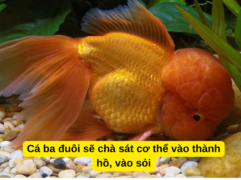 Cá ba đuôi sẽ chà sát cơ thể vào thành hồ, vào sỏi