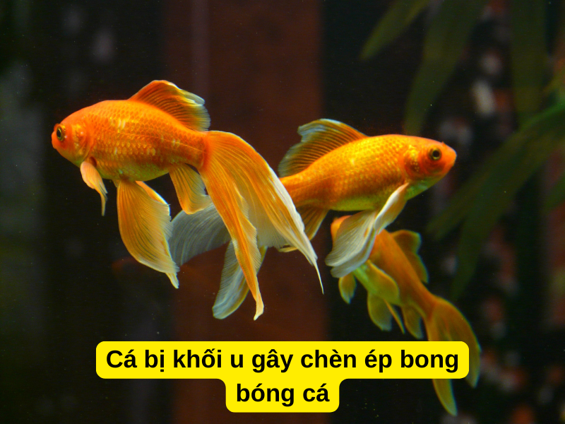 Cá vàng bị chổng mông do khối u gây chèn ép bong bóng cá