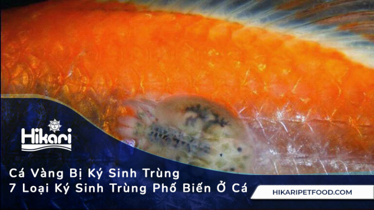 Cá Vàng Bị Ký Sinh Trùng, 7 Loại Ký Sinh Trùng Phố Biến Ở Cá