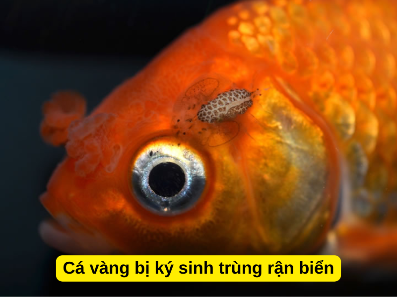 Cá vàng bị ký sinh trùng rận biển