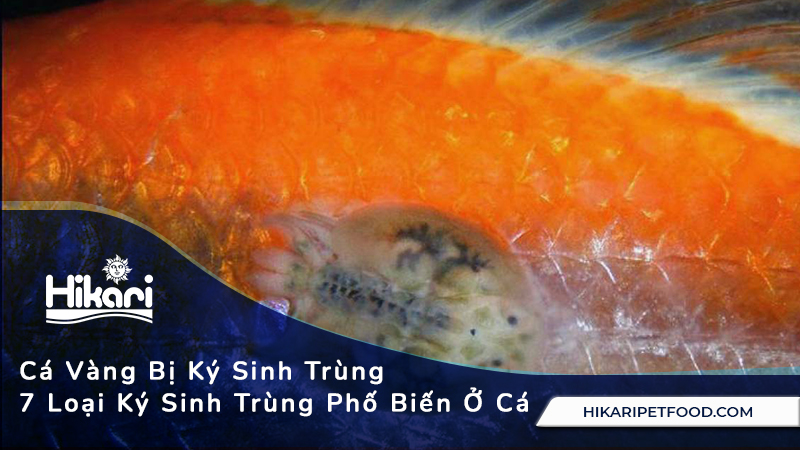 Cá Vàng Bị Ký Sinh Trùng, 7 Loại Ký Sinh Trùng Trên Cá