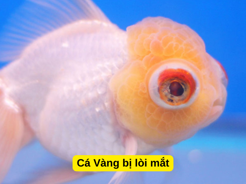 Cá Vàng bị lòi mắt