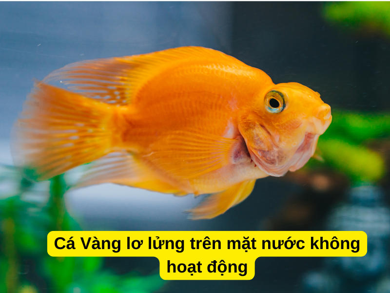 Cá Vàng lơ lửng trên mặt nước không hoạt động