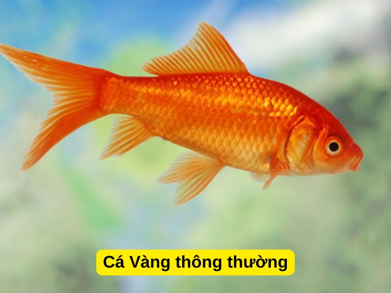 Cá Vàng thông thường