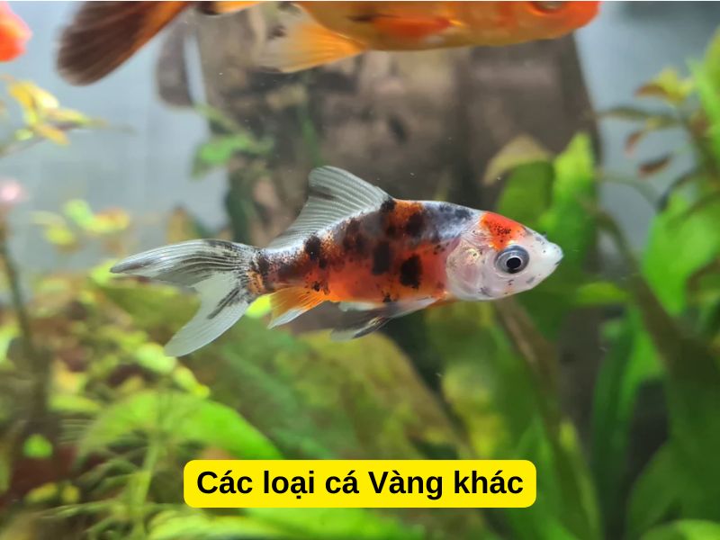 Các loại cá Vàng khác