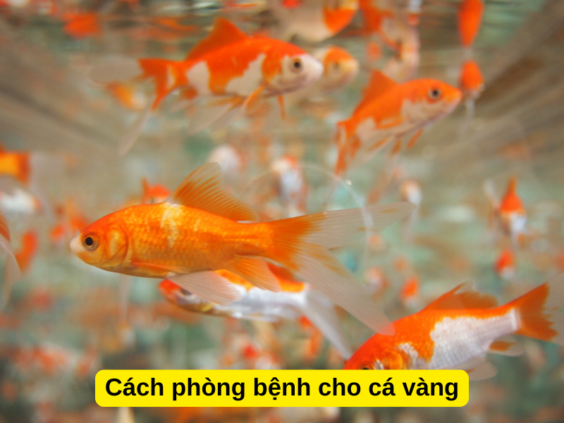 Cách phòng bệnh chổng mông cho cá vàng